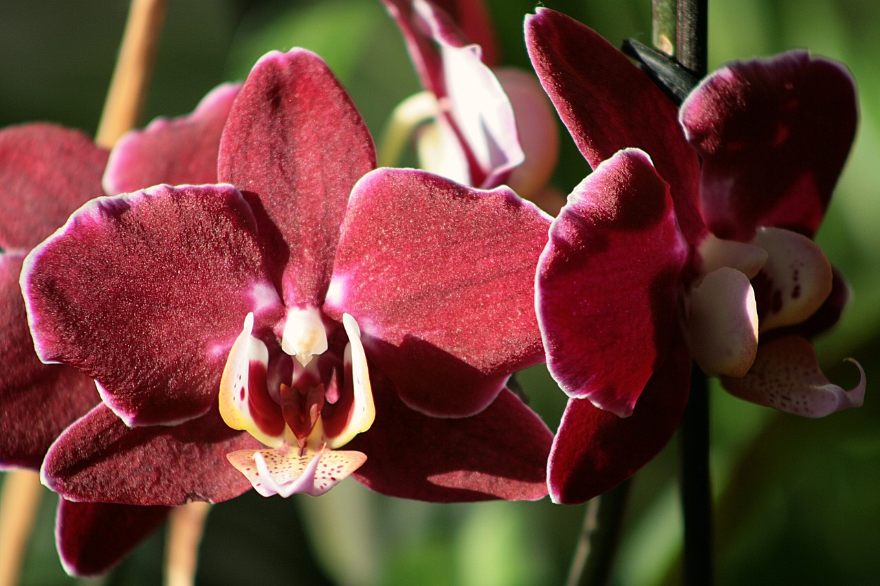 最新兰展会,探索兰花之美,感受园艺魅力